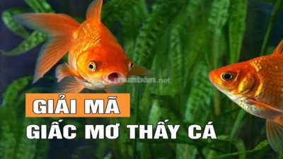 Giấc mơ thấy cá và những con số bí ẩn giúp lô thủ thắng lớn